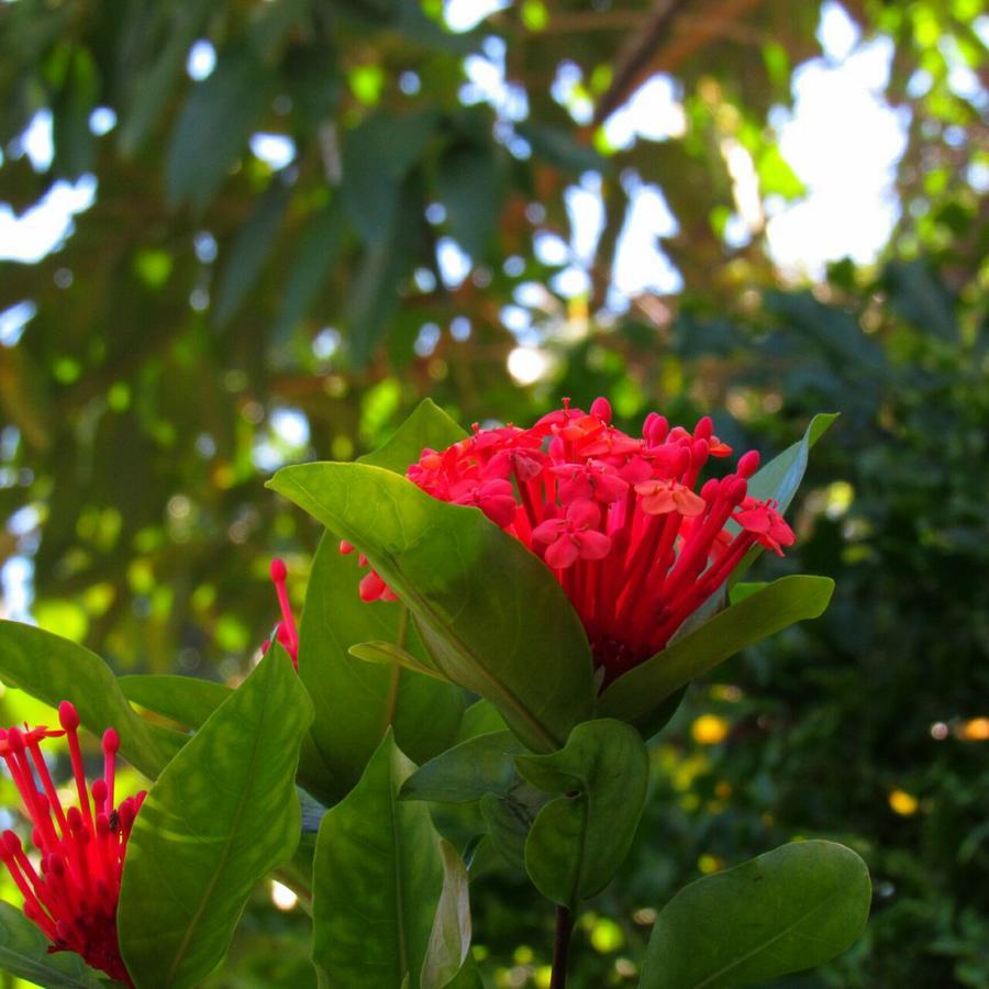 Pousada Do Sidao Ilhabela Kültér fotó
